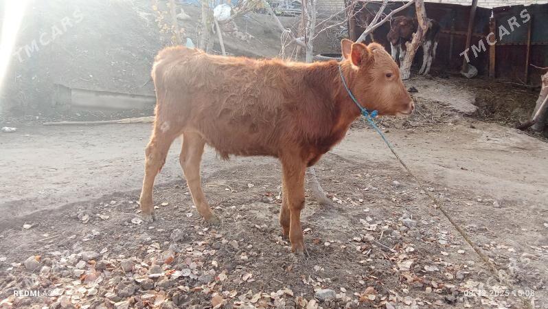 öküz - Çärjew - img 1