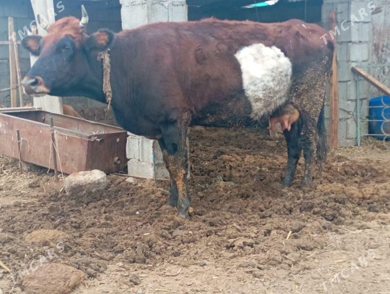 sygyr - Çoganly - img 1