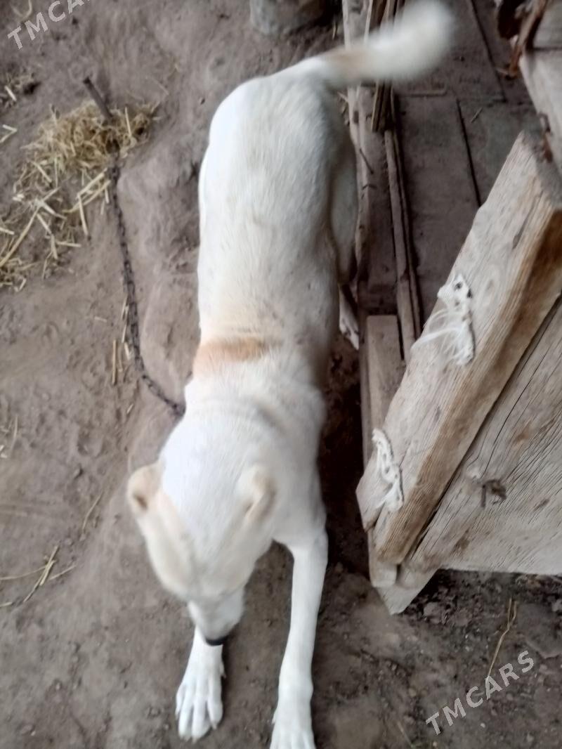 alabay it - Farap - img 1