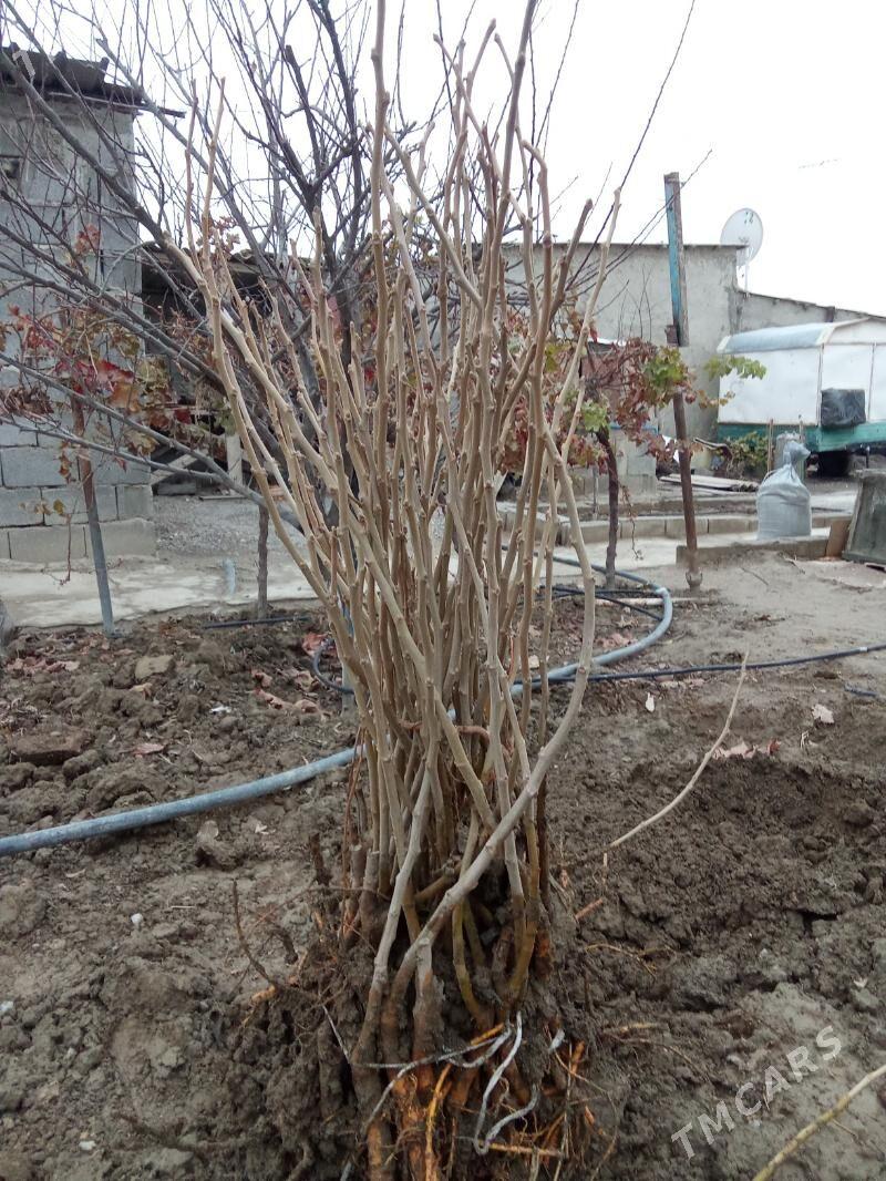 sa tud - Gökdepe - img 1