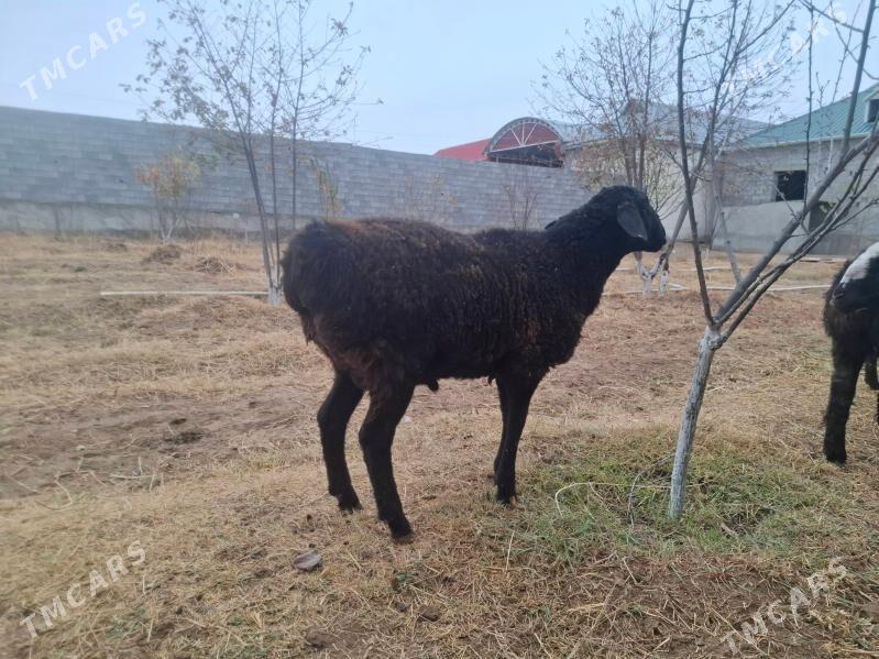 gisar goç - Ашхабад - img 1