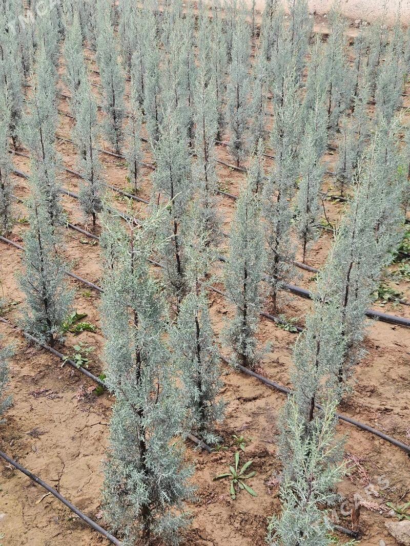 Arzinski kiparis,arizon - Aşgabat - img 1