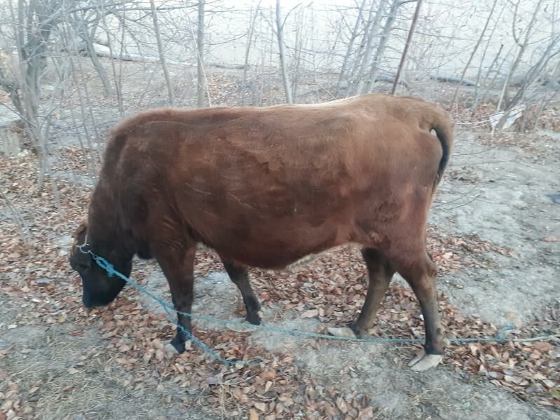 Sygyr - Şabat etr. - img 1