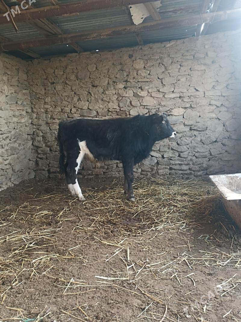 okiz - Bereket - img 1