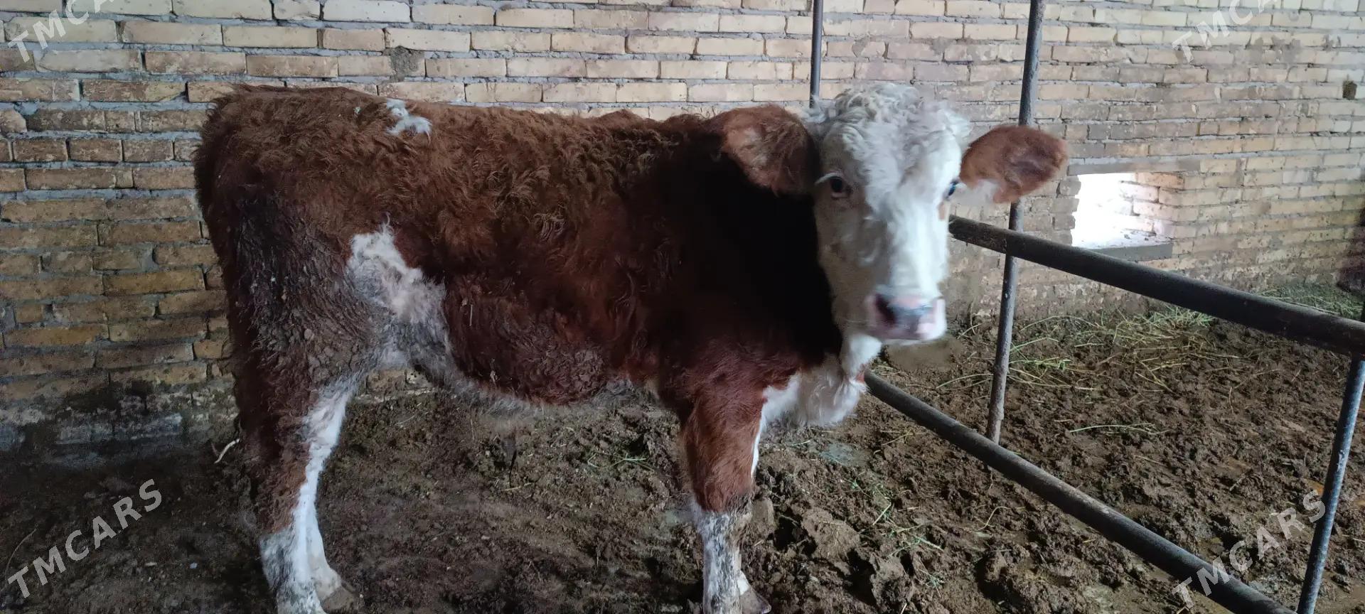 simendal - Türkmenabat - img 1