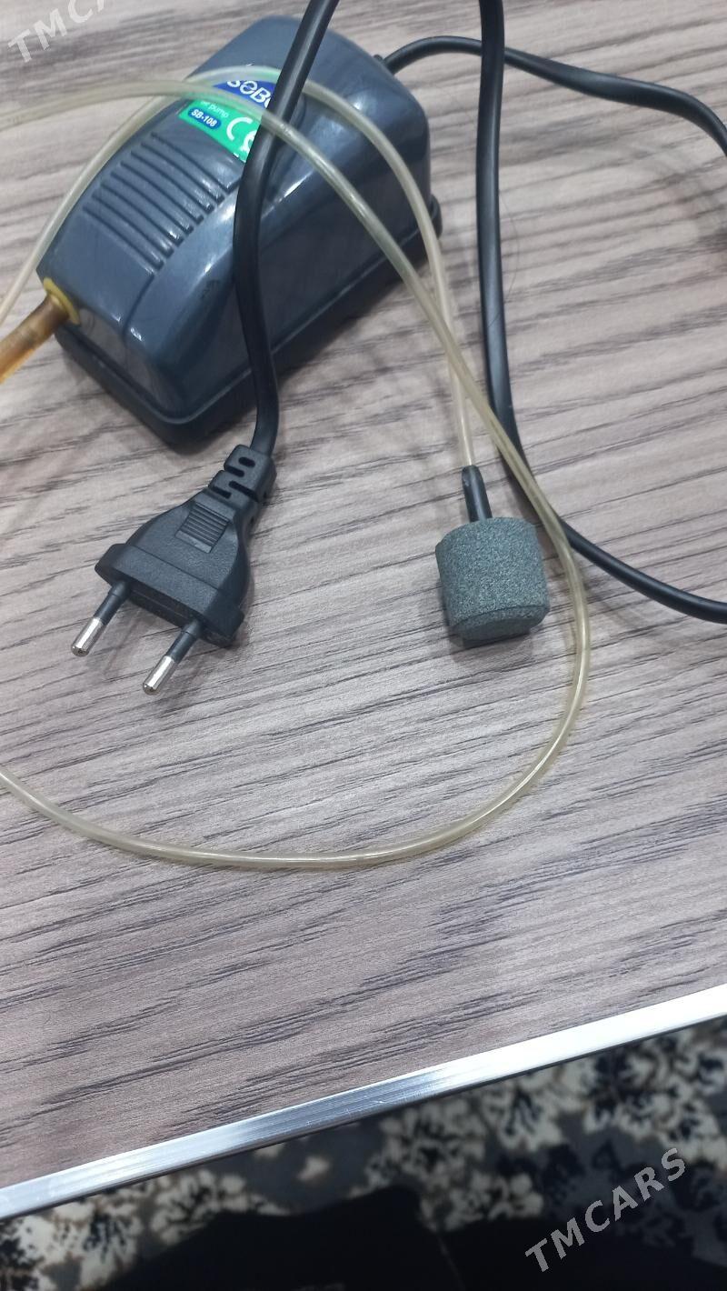 akvarum kislarot - Aşgabat - img 1