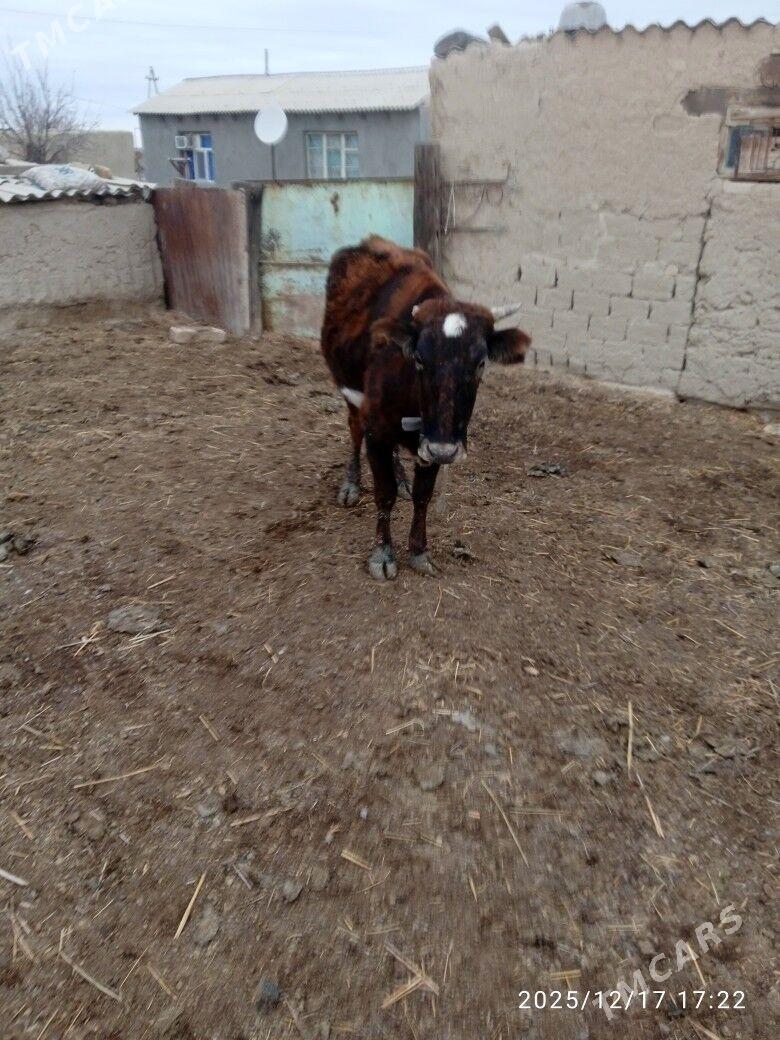 Sygyr gysyr - Gyzylarbat - img 1