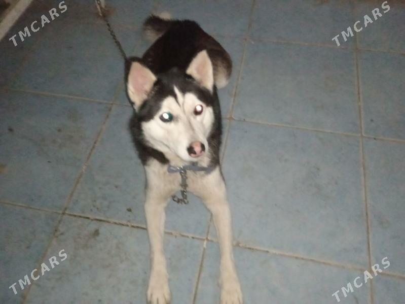 haski - Гурбансолтан Едже - img 1