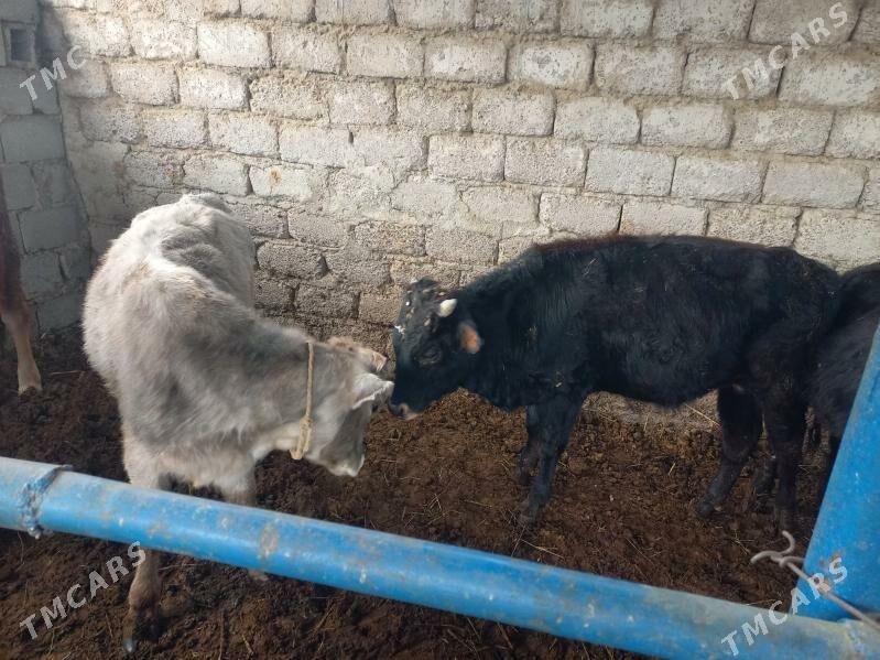 öküzöküz - Яшлык - img 1