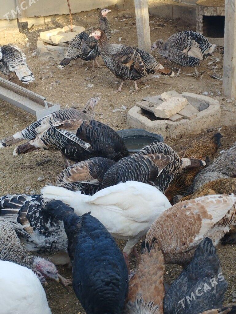 индук - Balkanabat - img 1