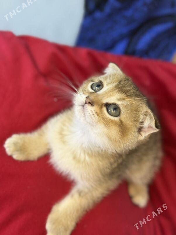 катёнак - Aşgabat - img 1