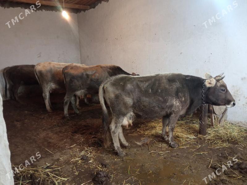 goleli sygyr - Чоганлы - img 1