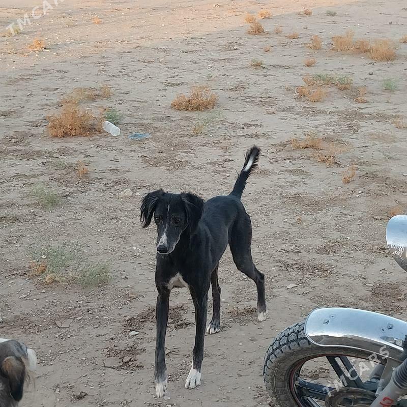 tazy awci - Balkanabat - img 1