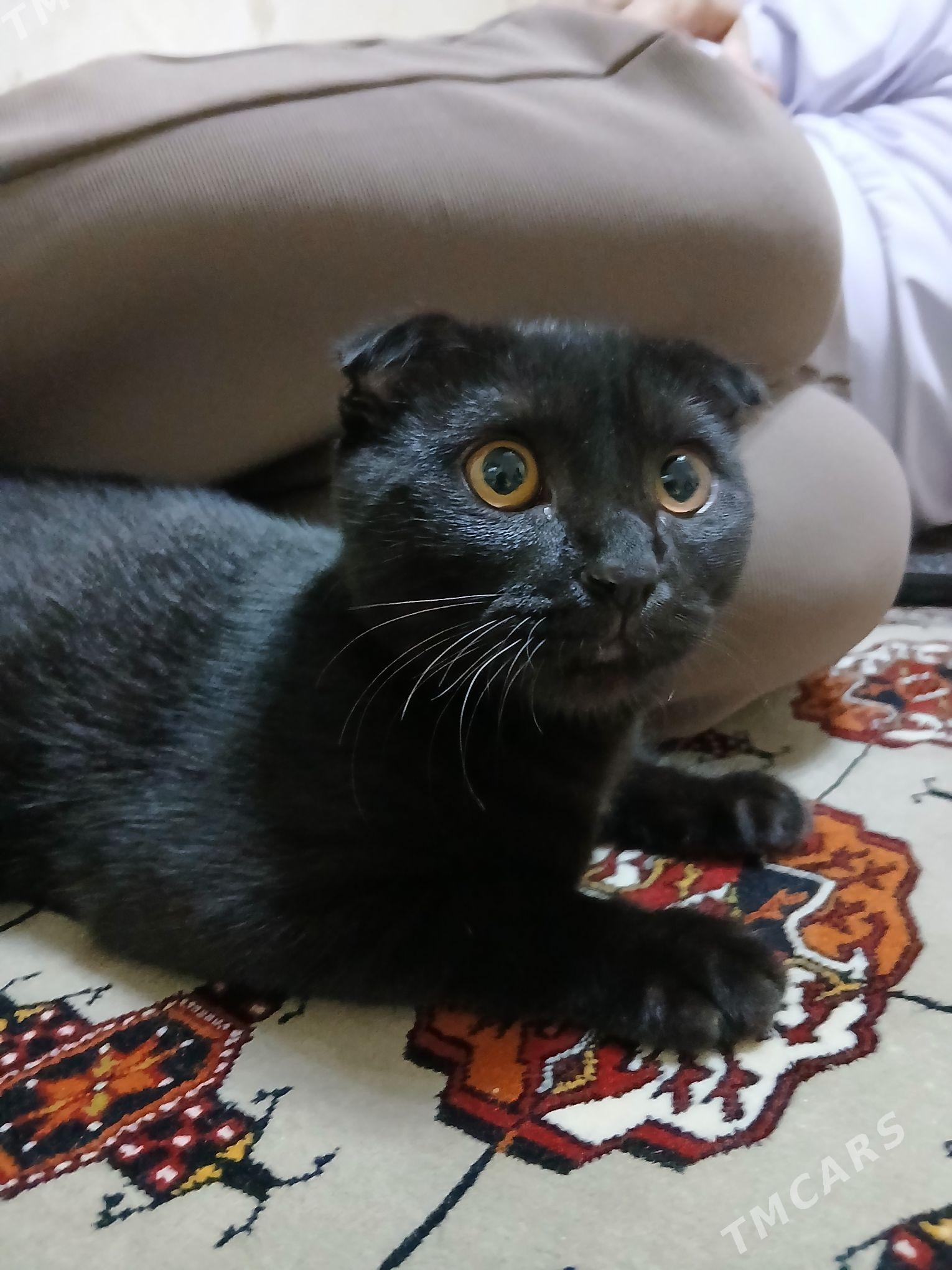 Кошка - Туркменбаши - img 1