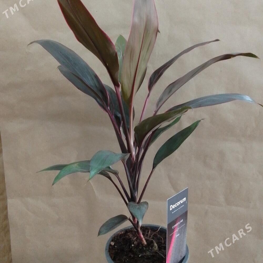 Кордилина - Aşgabat - img 1