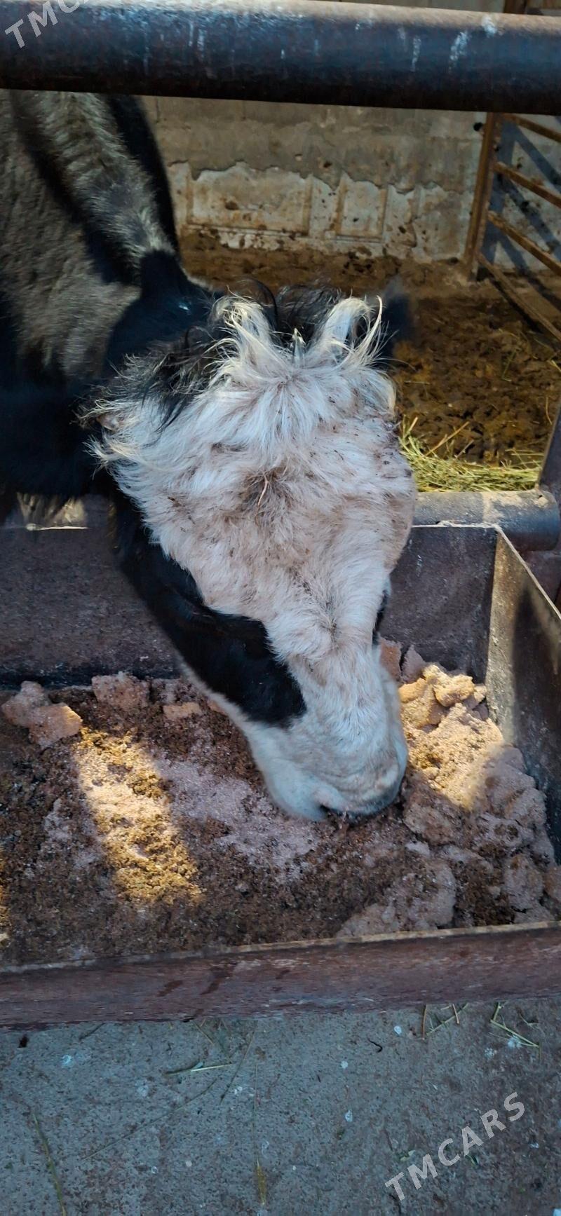 Bakymlyk Sygyr - Багир - img 1