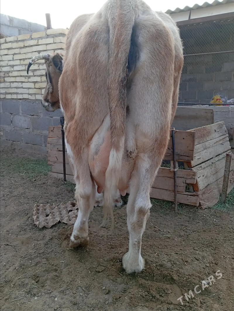 Sygyr - Balkanabat - img 1