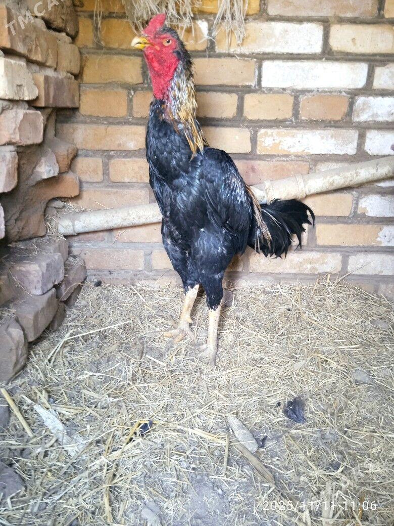 horaz - Керки - img 1