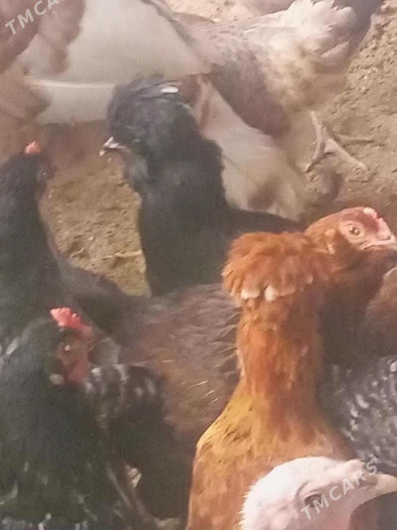 Guzlaýjy towuk. - Мургап - img 1