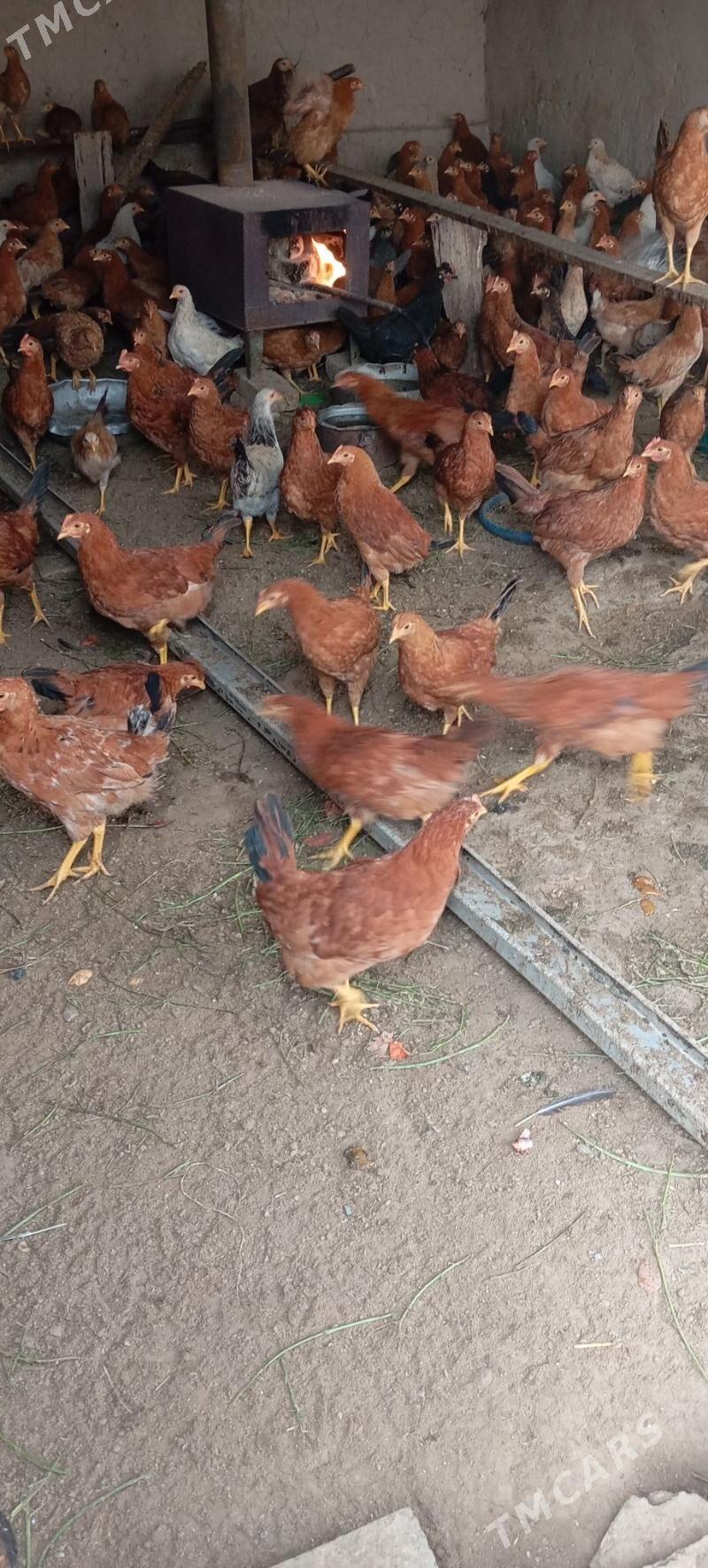 towuk jüýje - Mary - img 1