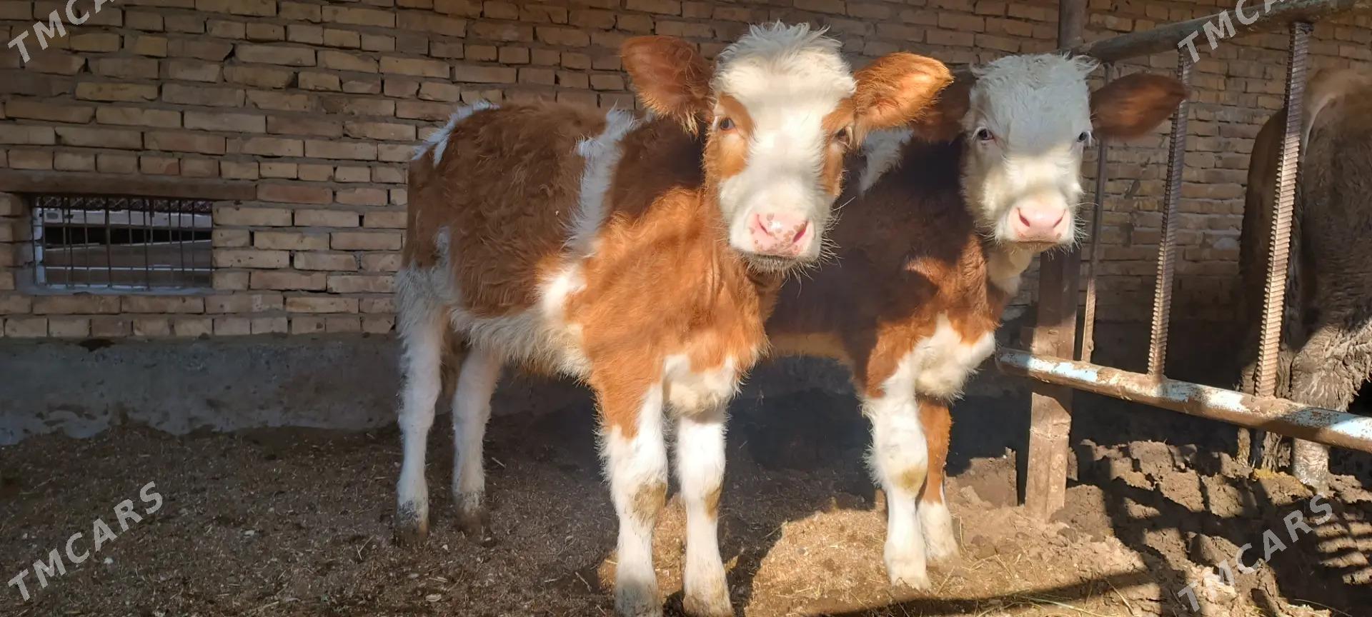 simental - Türkmenabat - img 1