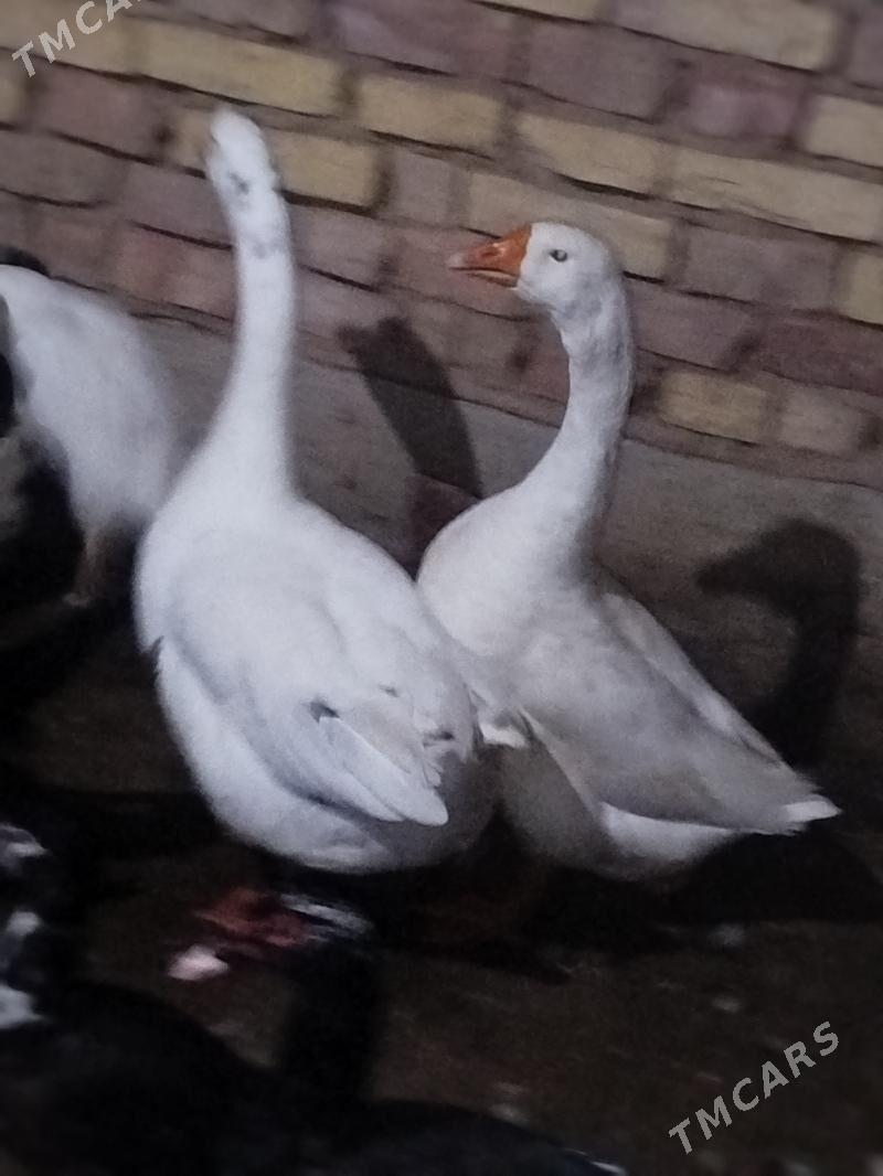 Gus 1 para Martyn - Теджен - img 1