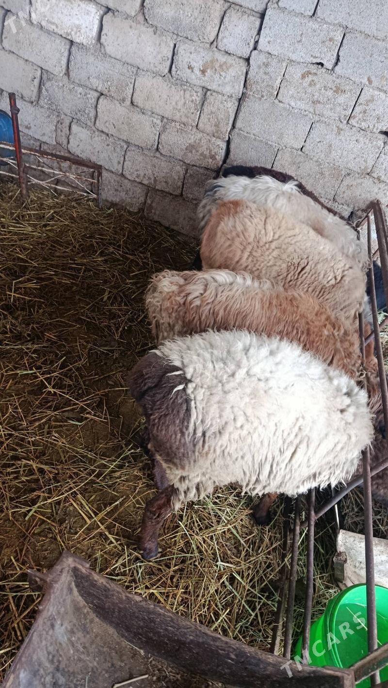 guyun - Änew - img 1