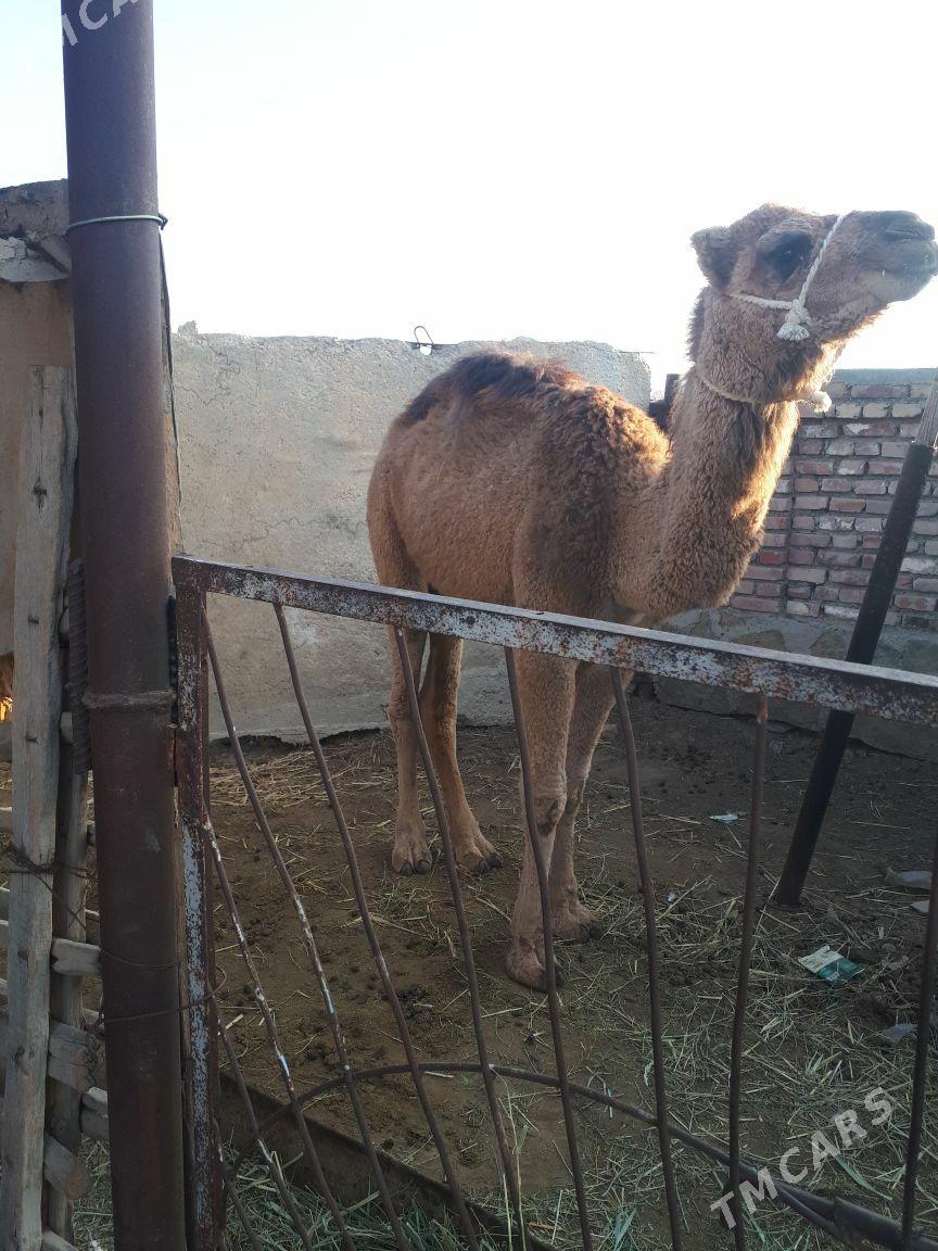 ogşuk - Берекет - img 1