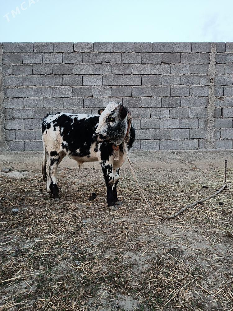 OKUZ - Gökdepe - img 1