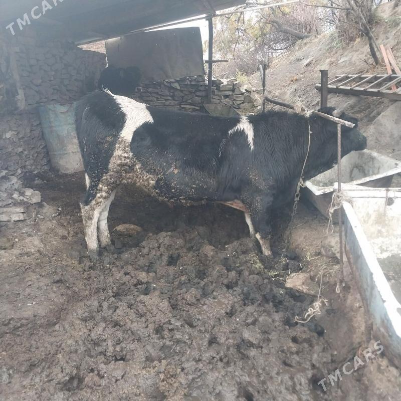 OKIZ - Bäherden - img 1