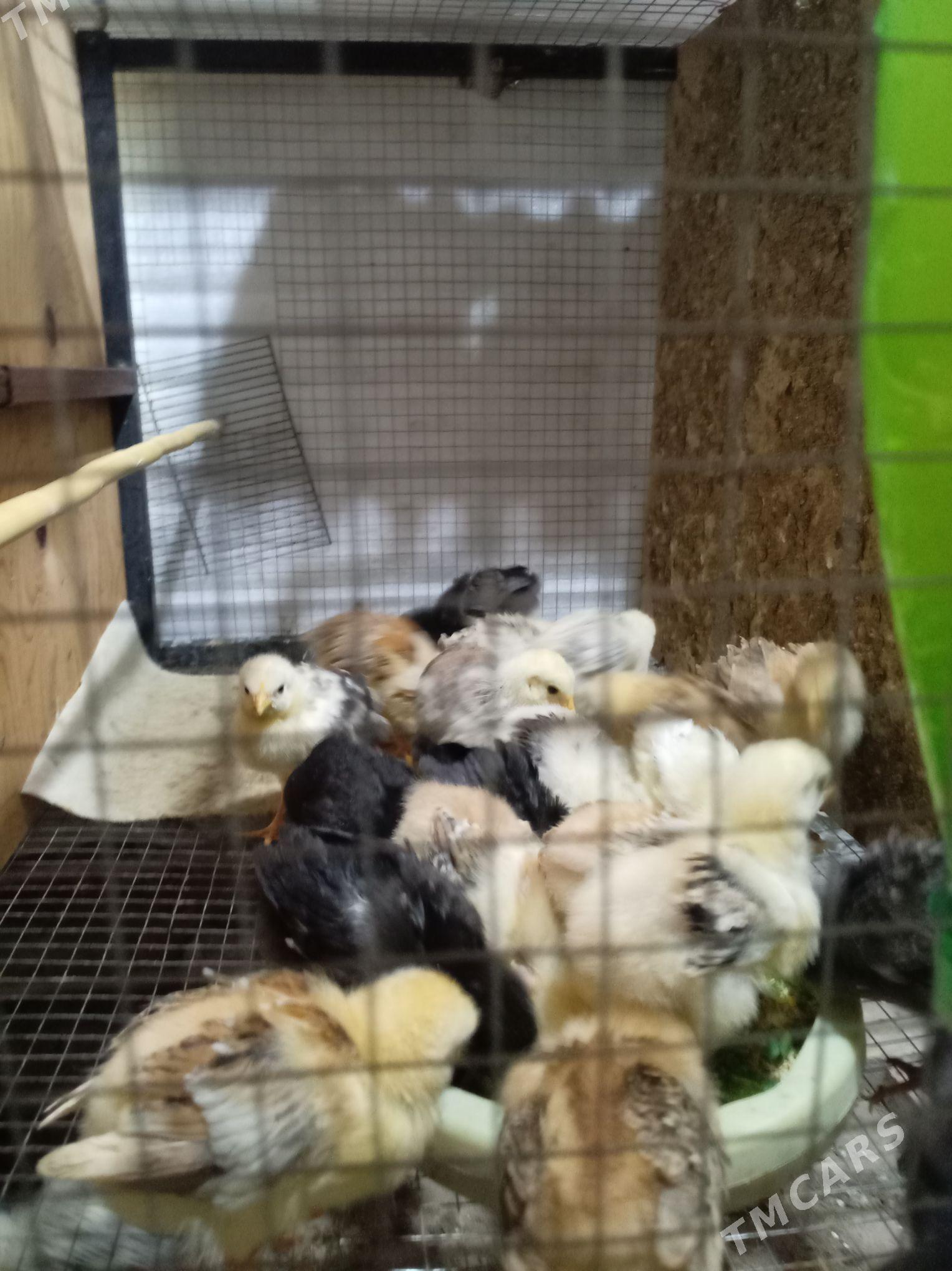 Цыплята - Туркменабат - img 1