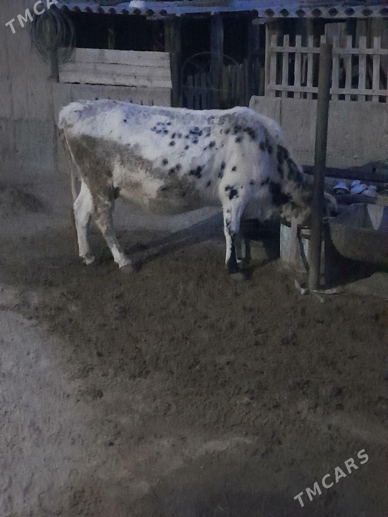 Sygyr bakyda duran. - Balkanabat - img 1