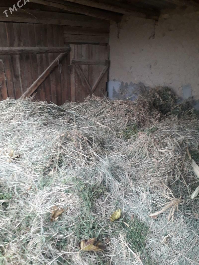 yorunjo - Wekilbazar - img 1