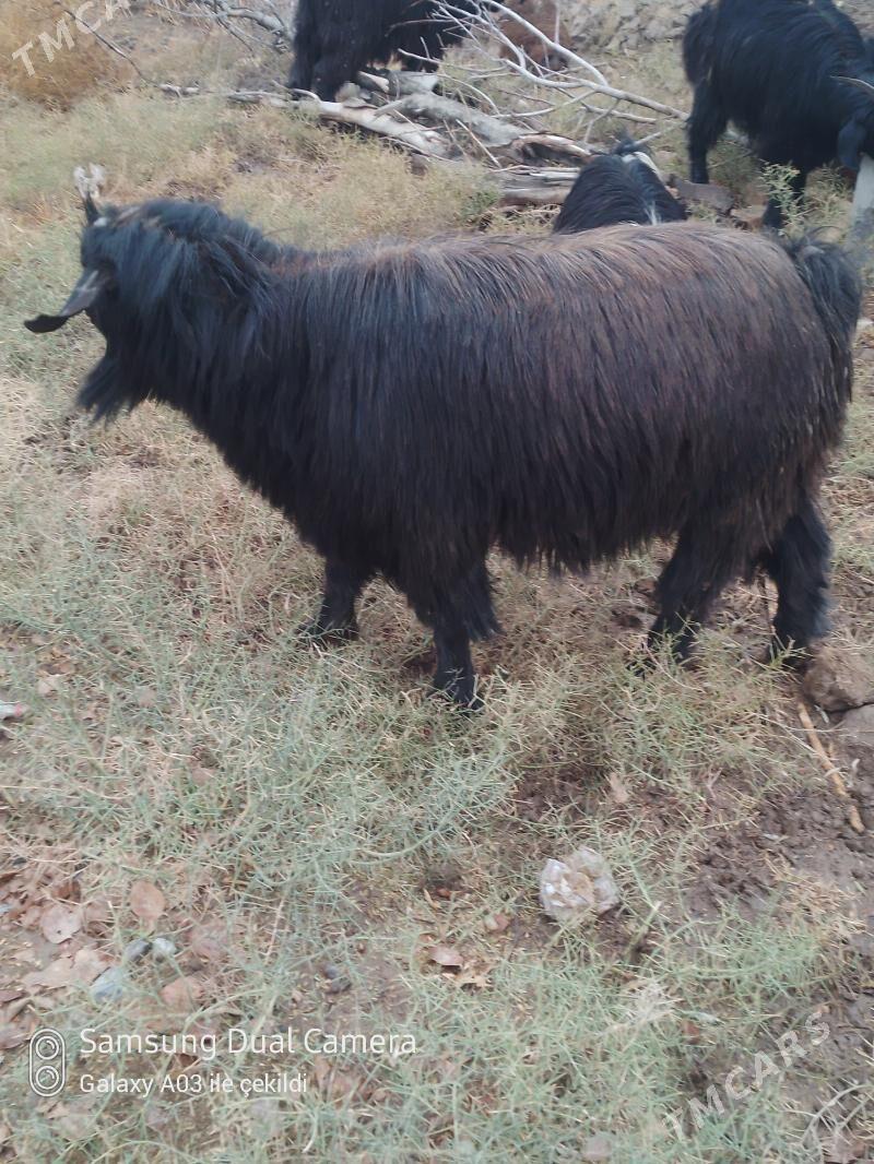 Teke satlyk - Wekilbazar - img 1