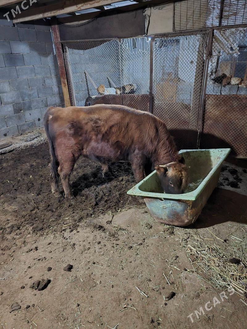 okuz - Сакарчага - img 1