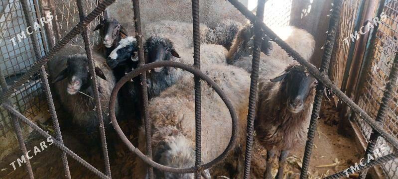 goýun - Ак-Бугдайский этрап - img 1