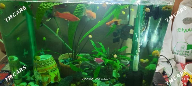 Akwarium - Aşgabat - img 1