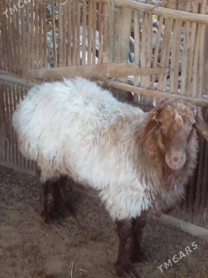 Turkmen tokly - Sakarçäge - img 1