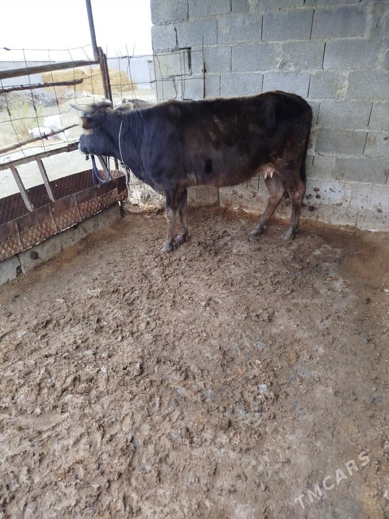 Tuwe - Bäherden - img 1