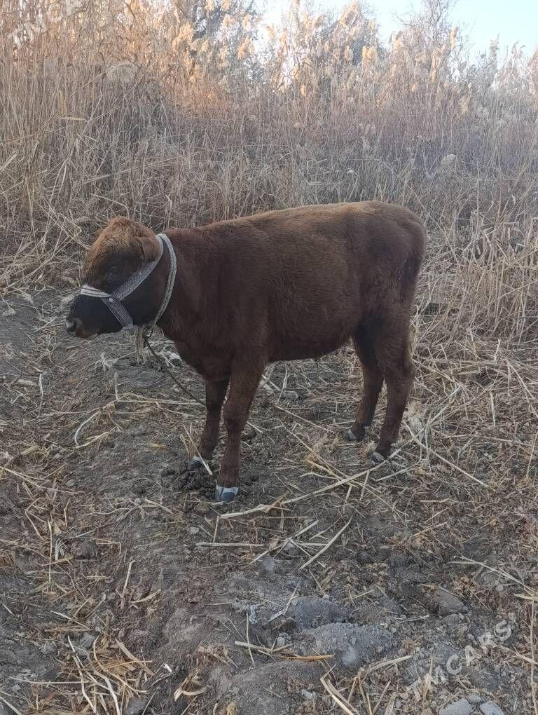 okiz - Boldumsaz - img 1