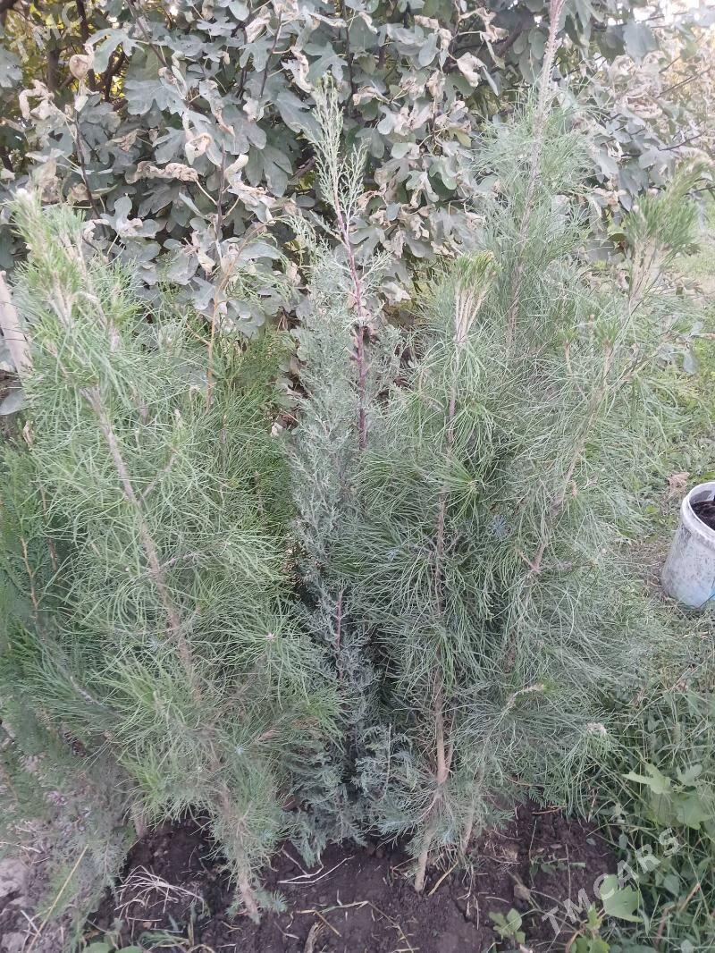 Nahal - Bagyr - img 1