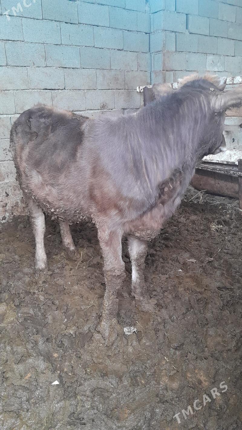 tuwe - Гёкдепе - img 1