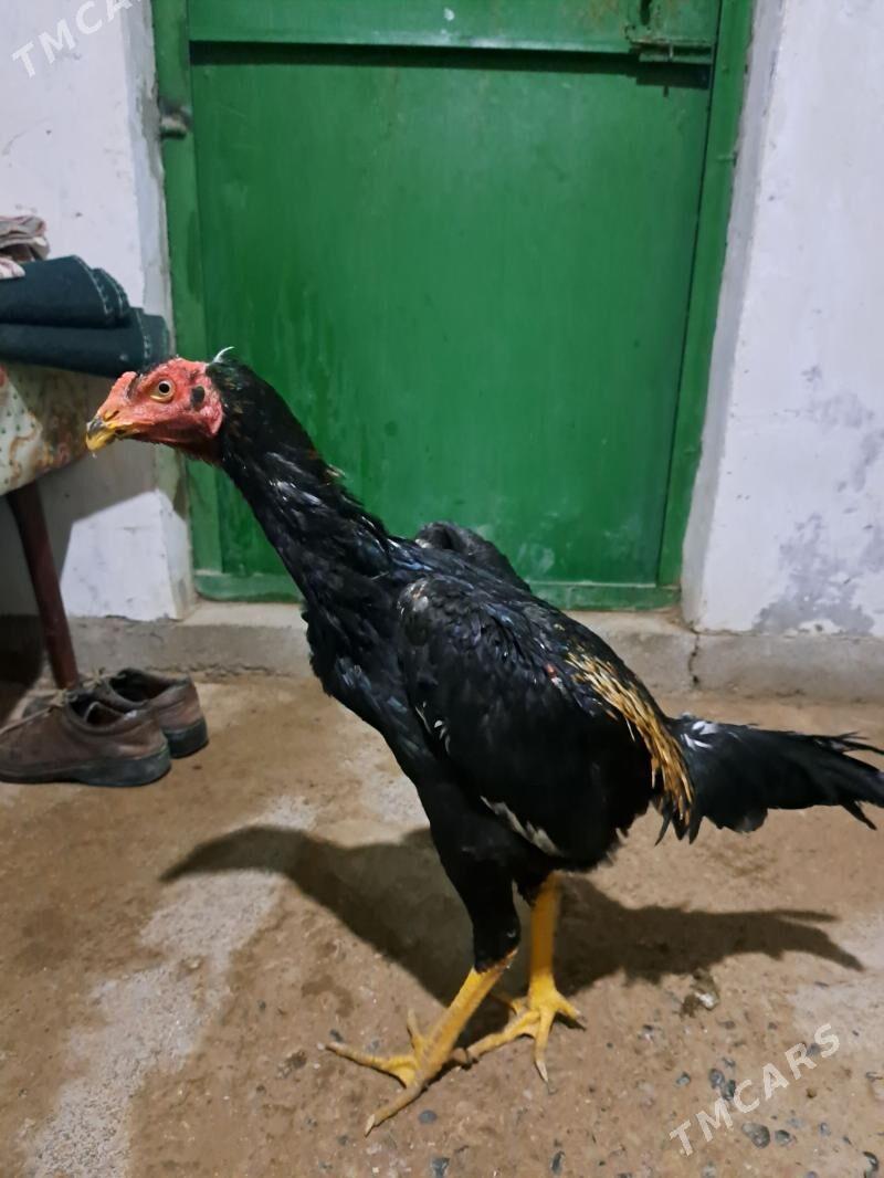 juje - Мары - img 1