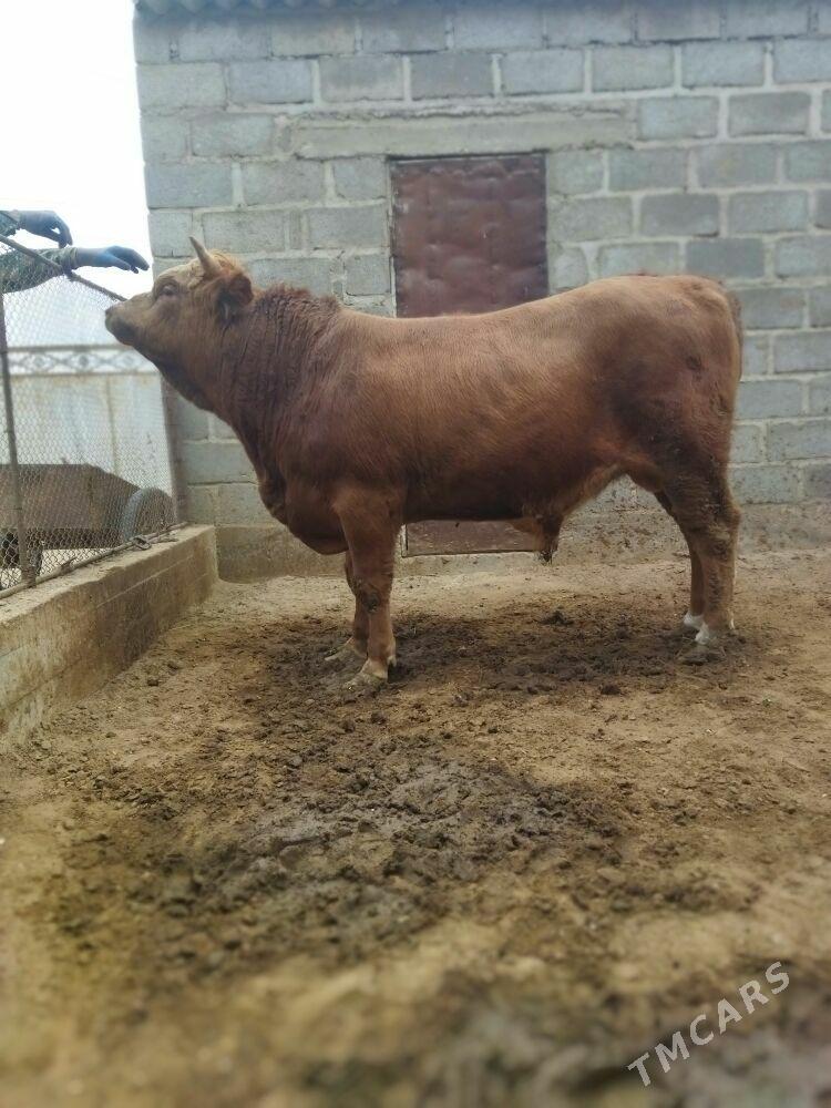 ОКУЗ - Гумдаг - img 1