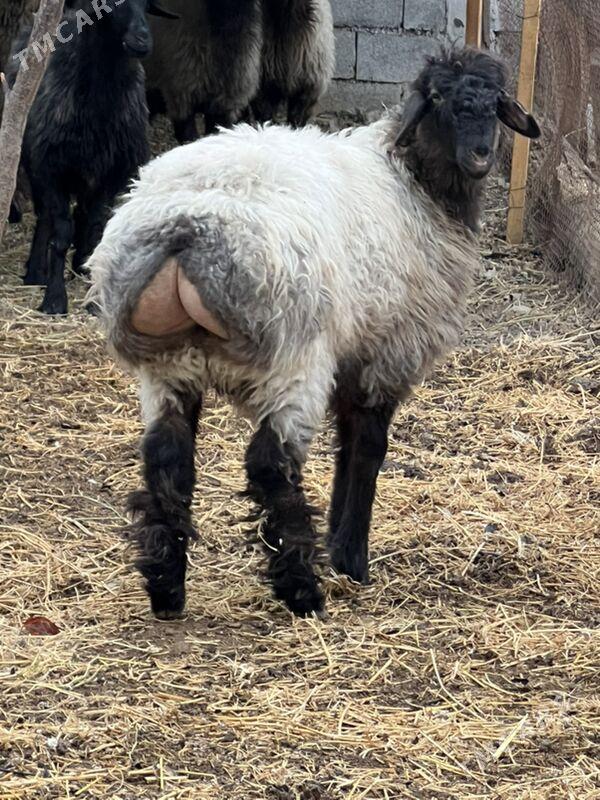 goyun issek - Ашхабад - img 1