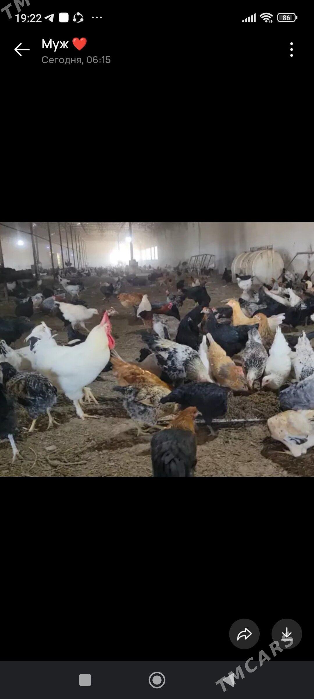 юмуртга инкубатор учин - Türkmenabat - img 1