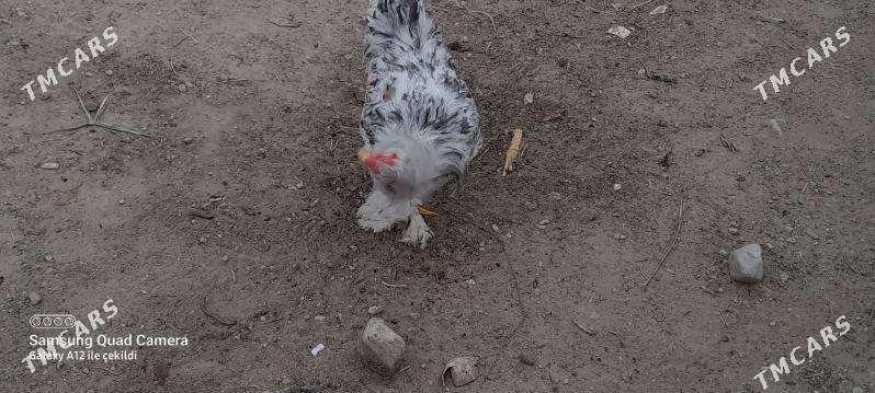 Brama matlet - Balkanabat - img 1