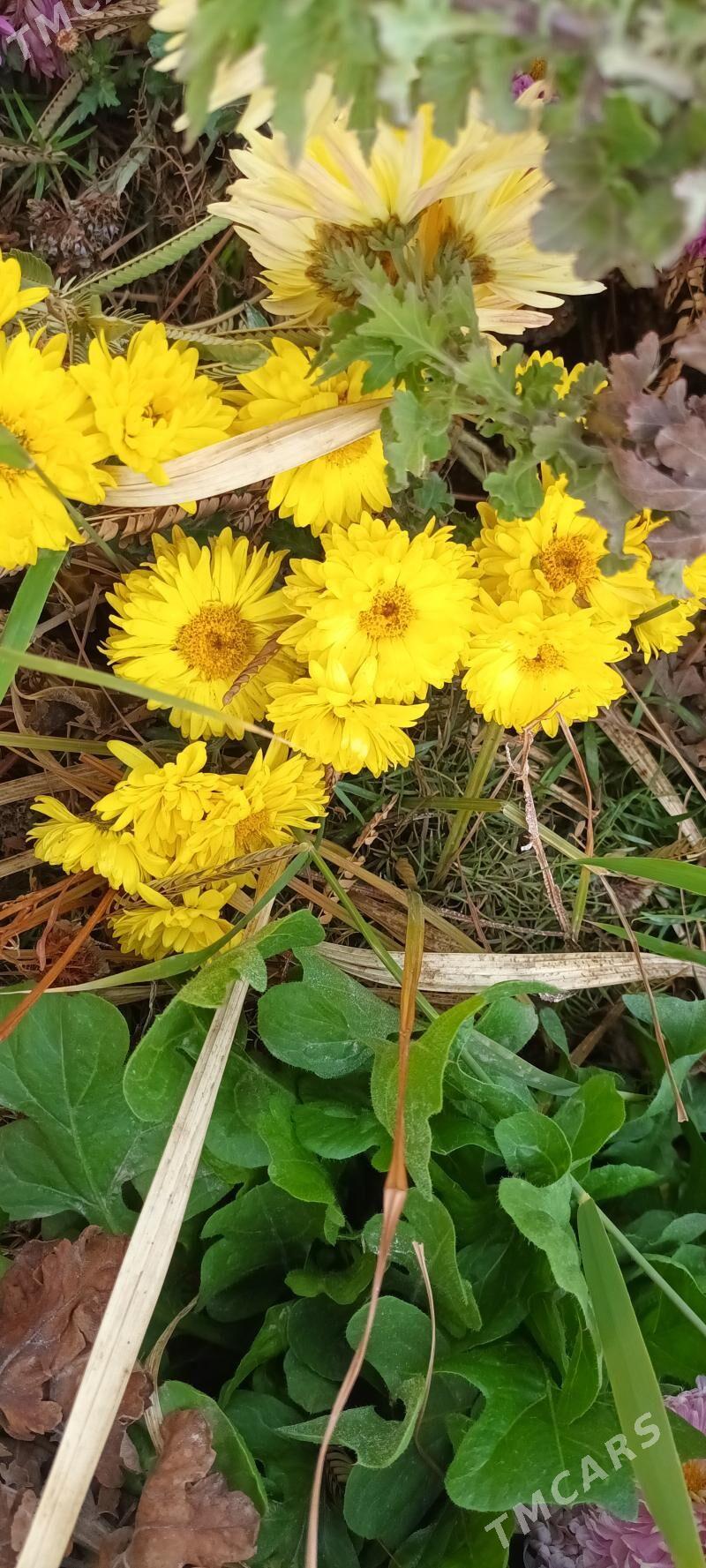 хризантемы маточные корни - Türkmenabat - img 1