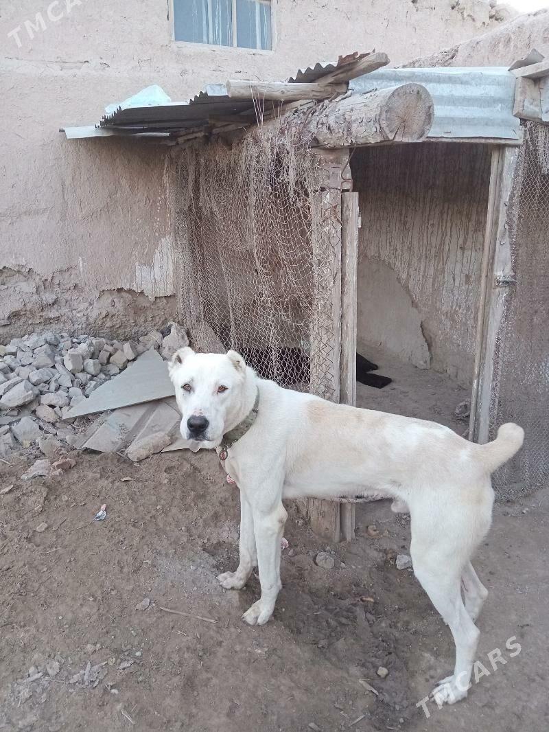 Turkmen Alabay - Daşoguz - img 1