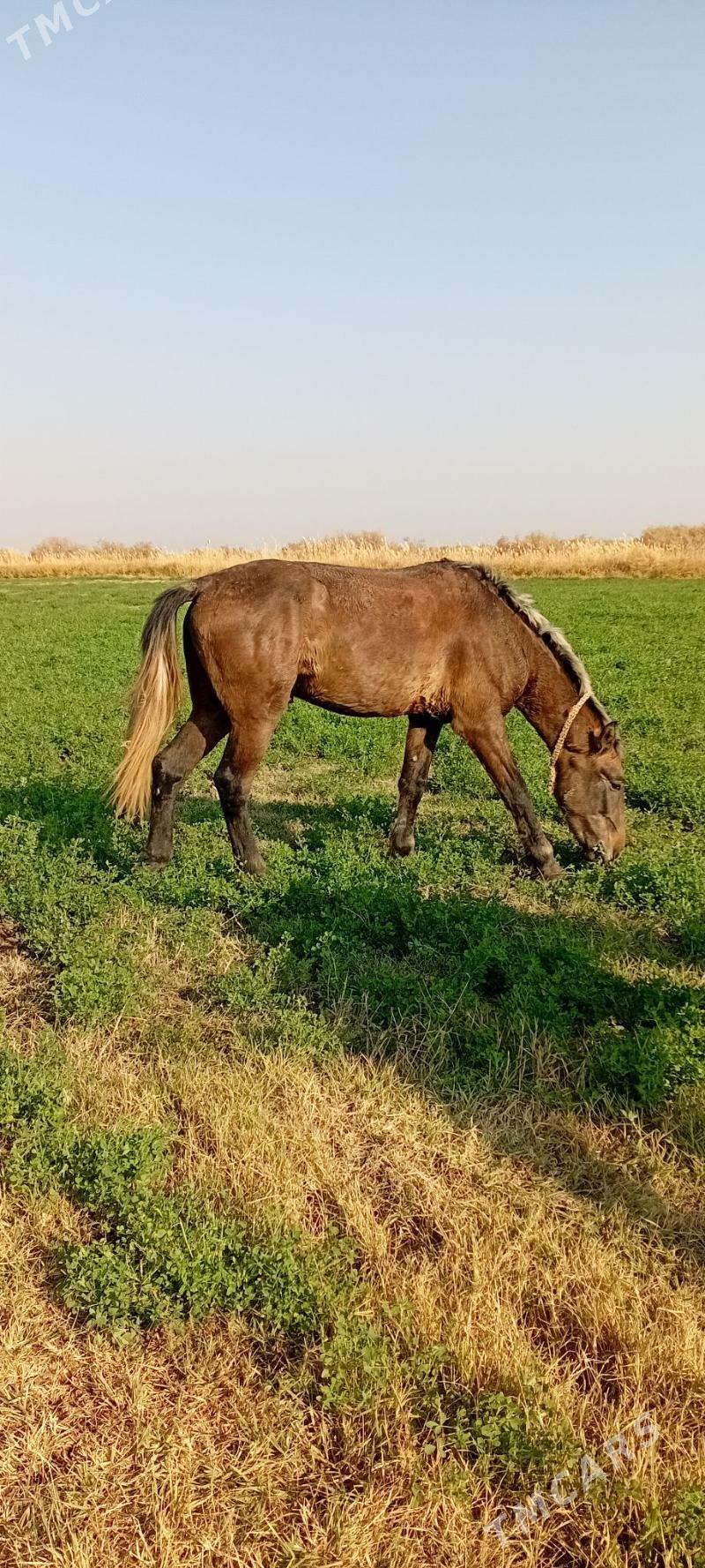 kömür - Теджен - img 1
